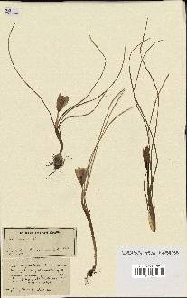 spécimen de Crocus imperati