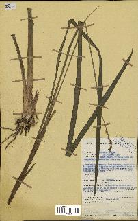 spécimen de Chlorophytum cameronii