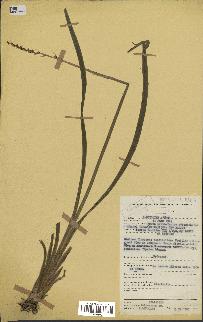 spécimen de Chlorophytum cameronii
