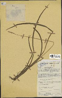 spécimen de Chlorophytum cameronii