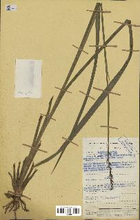 spécimen de Chlorophytum cameronii