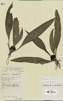 spécimen de Chlorophytum stenopetalum