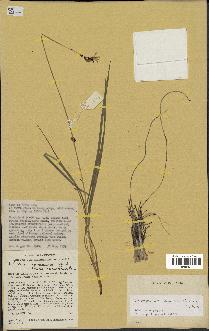 spécimen de Chlorophytum cameronii