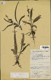 spécimen de Chlorophytum subpetiolatum