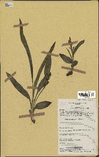 spécimen de Chlorophytum subpetiolatum