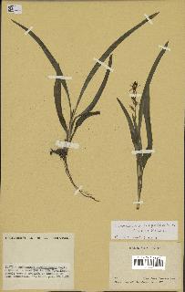 spécimen de Chlorophytum subpetiolatum