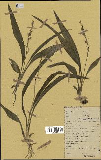 spécimen de Chlorophytum subpetiolatum