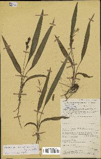 spécimen de Chlorophytum subpetiolatum