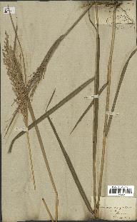 spécimen de Panicum virgatum