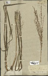 spécimen de Panicum virgatum