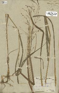 spécimen de Panicum virgatum