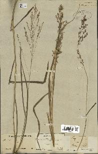 spécimen de Panicum virgatum