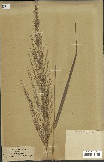 spécimen de Panicum virgatum