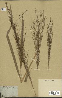 spécimen de Panicum virgatum