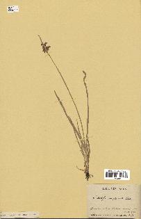 spécimen de Fimbristylis complanata