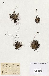 spécimen de Fimbristylis cymosa