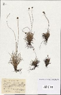 spécimen de Fimbristylis cymosa