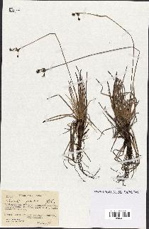 spécimen de Fimbristylis cymosa