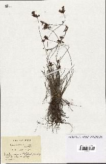 spécimen de Fimbristylis dichotoma