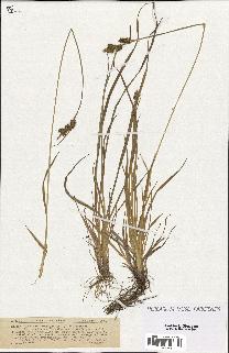 spécimen de Carex lepidocarpa