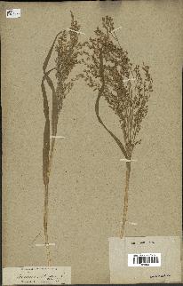 spécimen de Panicum miliaceum