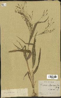 spécimen de Panicum miliaceum