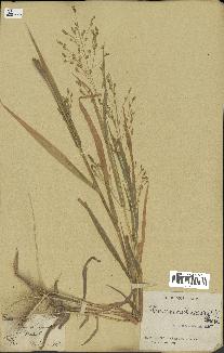 spécimen de Panicum miliaceum