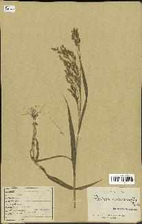 spécimen de Panicum miliaceum