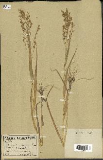 spécimen de Panicum miliaceum