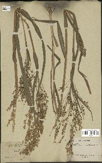 spécimen de Panicum miliaceum