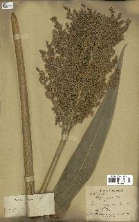 spécimen de Sorghum vulgare