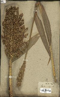 spécimen de Sorghum vulgare