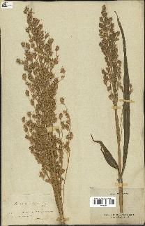 spécimen de Sorghum vulgare