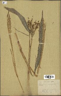 spécimen de Sorghum vulgare