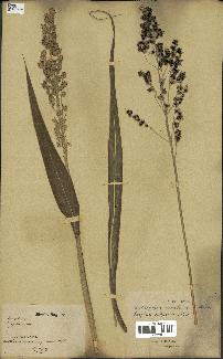 spécimen de Sorghum vulgare