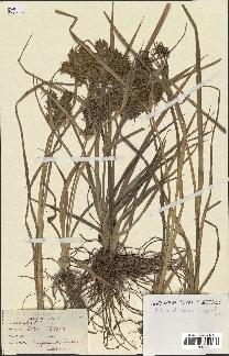 spécimen de Cyperus esculentus