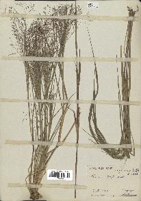 spécimen de Panicum bergii