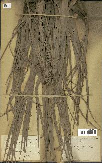 spécimen de Acoelorrhaphe wrightii