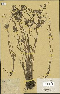 spécimen de Cyperus fuscus