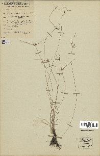 spécimen de Cyperus polystachyos