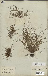 spécimen de Cyperus michelianus