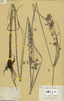 spécimen de Cyperus longus