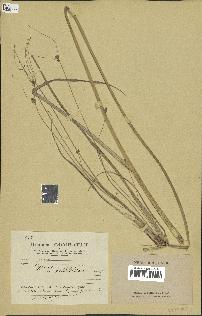 spécimen de Cyperus longus