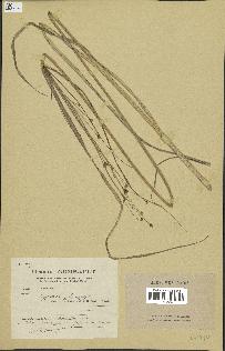 spécimen de Cyperus longus