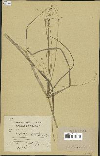 spécimen de Cyperus longus