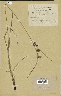 spécimen de Cyperus longus