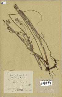 spécimen de Cyperus longus