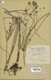 spécimen de Cyperus longus