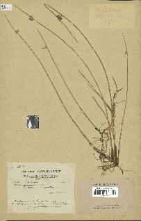 spécimen de Cyperus laevigatus