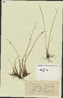 spécimen de Cyperus laevigatus